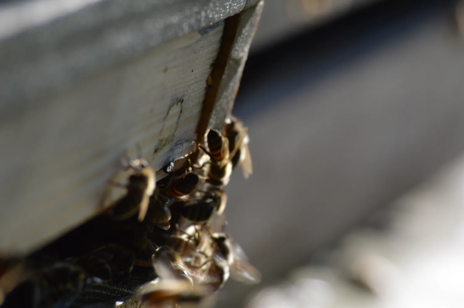 Honigbienen am Bienenstock