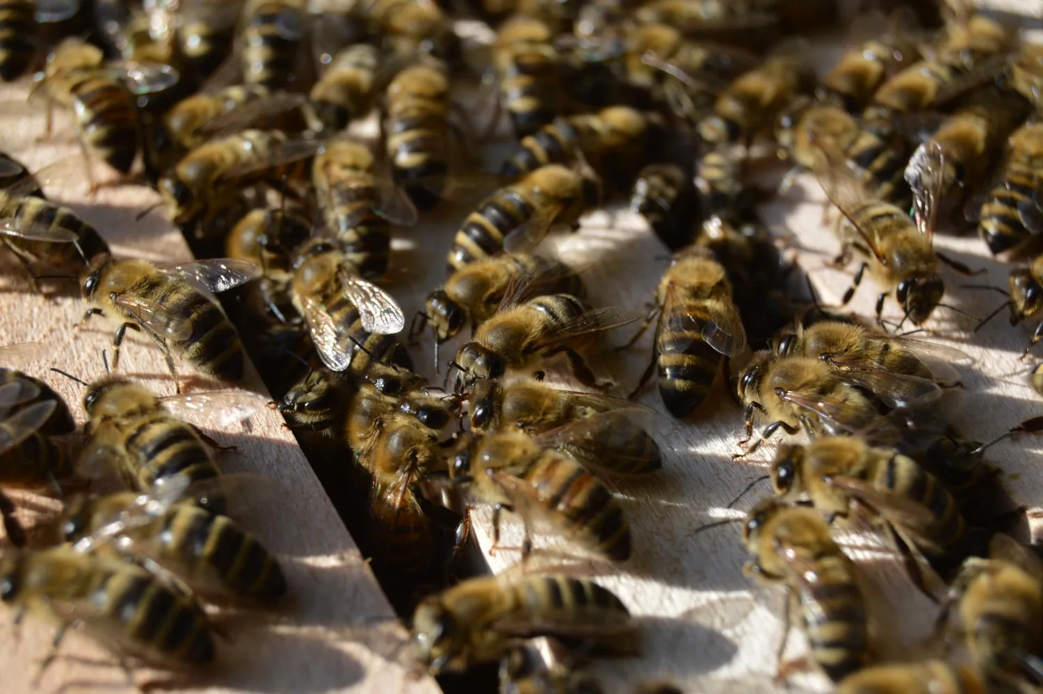 Bienen am Eingang eines Bienenstocks