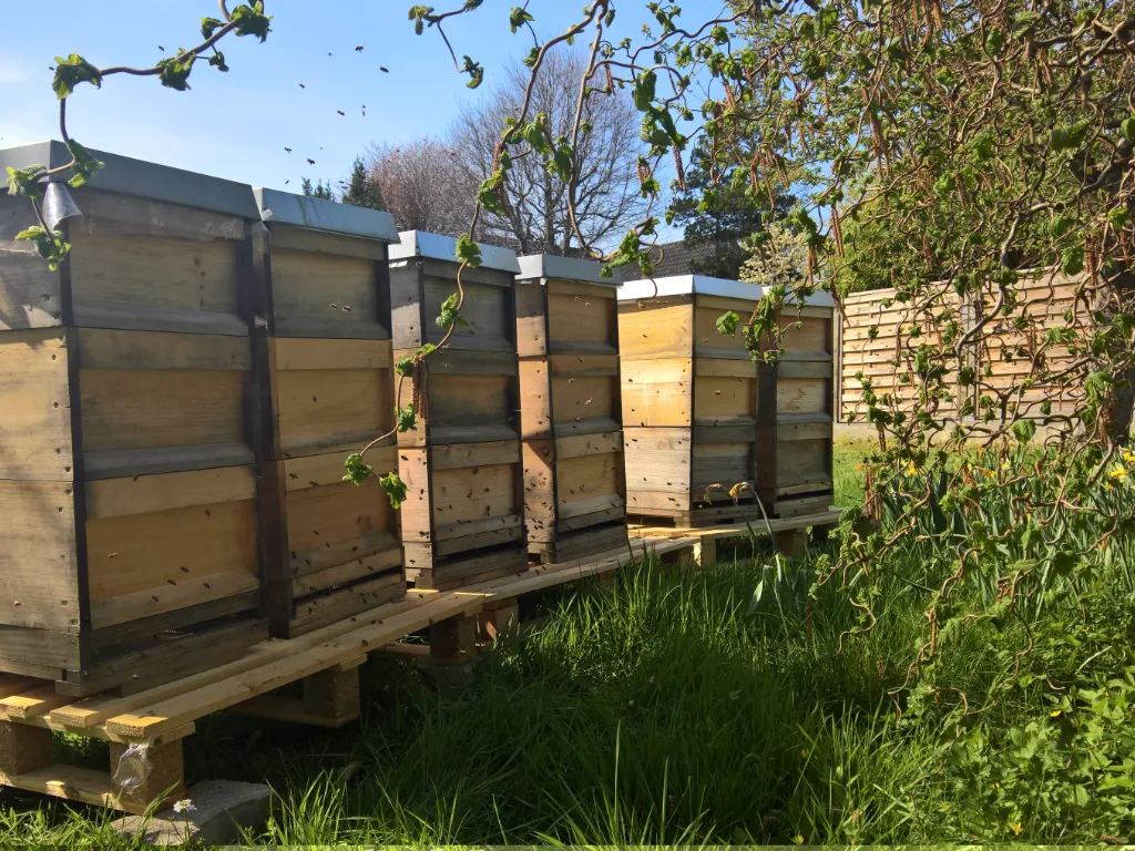 Bienenkästen am Standort in Wickede