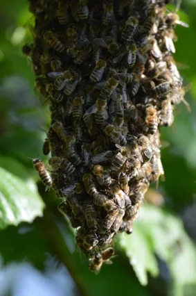 Bienenschwarm als Traube an einem Ast