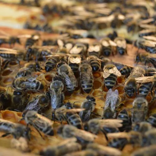 Bienen auf einer Honigwabe