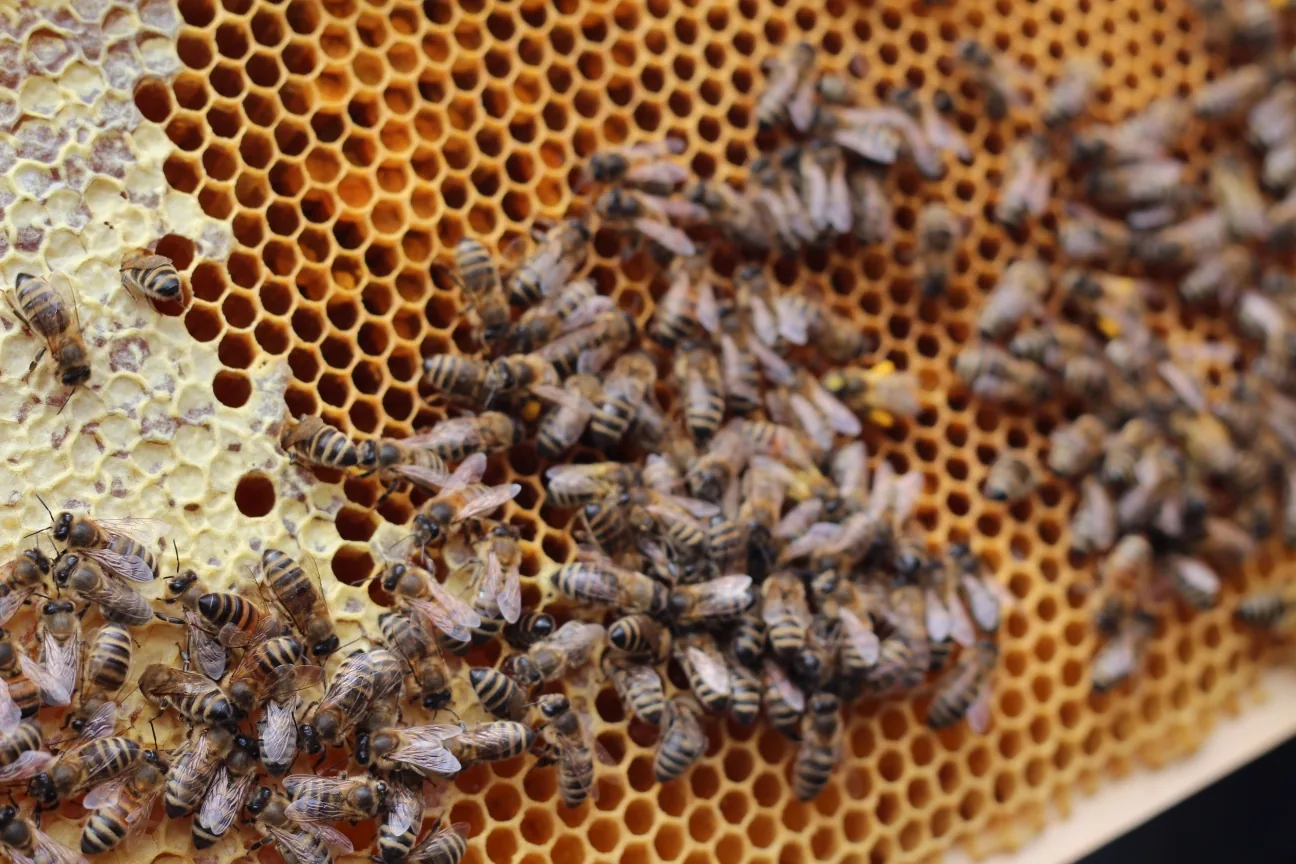Honigbienen auf einer Wabe